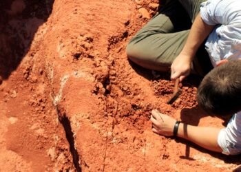 Fóssil descoberto no Brasil lança luz sobre origem dos dinossauros