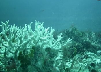 Edital do BNDES destina R$ 43 milhões para proteção de ilhas oceânicas