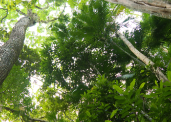 Hoje é Dia: Semana do Meio Ambiente e obesidade infantil são destaques