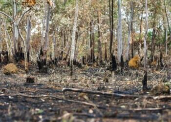 CMN proíbe uso de crédito de custeio para ações de desmatamento
