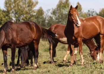 Ração contaminada mata 245 equinos em quatro estados