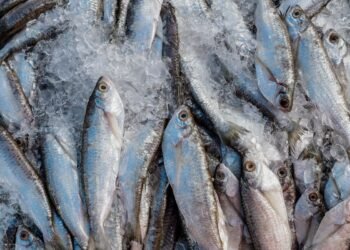 Abipesca pede crédito emergencial para reduzir impacto do tarifaço