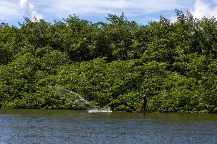 Pernambuco- 17/07/2025 - Manguezal na área do Rio Formoso, no litoral sul de Pernambuco
Crédito: Flavio Forner