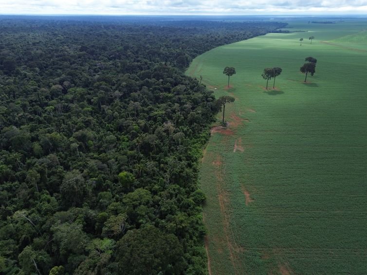 Brasnorte (MT), 09/04/2025 – Vista aérea do encontro da Floresta Amazônica com lavouras de milho e soja, na margem da Terra Indígena Erikpatsa, onde vive o Povo Rikbaktsa. Foto: Fernando Frazão/Agência Brasil