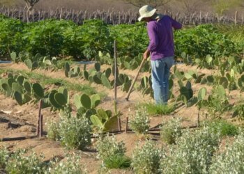 Rendimento de trabalhador rural sobe 5,5% no 1º trimestre