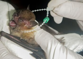 DF tem dois casos de raiva em morcegos e Saúde intensifica cuidados