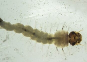 Brasil inaugura maior biofábrica do mundo de mosquitos “do bem”