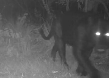 Onça-preta aparece pela primeira vez em reserva no Cerrado