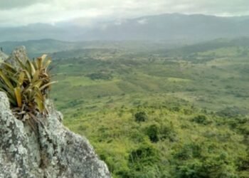 Pesquisador indígena cataloga 150 plantas medicinais de seu território