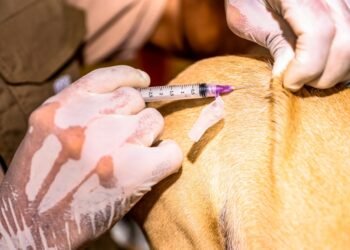 SESAU encerra campanha de vacinação antirrábica com quase 1200 atendimentos – Prefeitura Municipal de Candeias.