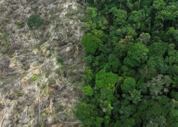 Brasil perdeu 111,7 milhões de hectares de áreas naturais em 40 anos