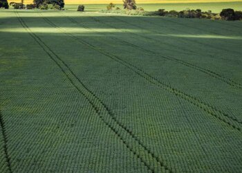 COP30: agro quer se posicionar como parte da solução, diz associação