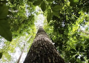 Países defendem fundo florestal com recursos carimbados para indígenas