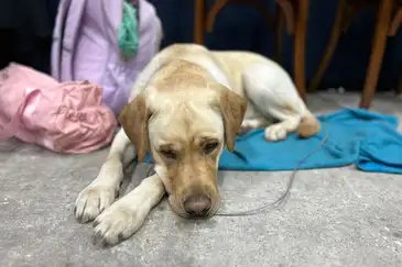 Brasília (DF) 27/08/2025 - Faísca, cão-guia de Gisele Camillo, que participa de apresentação da Cia de Ballet de Cegos. Foto: Paula Laboissière/Agência Brasil