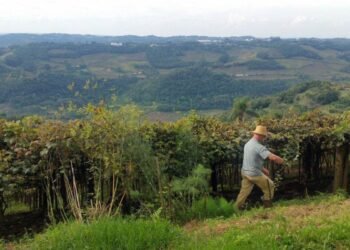 Entrega da declaração do ITR 2025 começa nesta segunda-feira