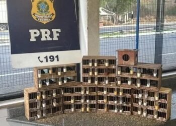 PRF resgata dezenas de aves silvestres vítimas de maus-tratos no interior baiano