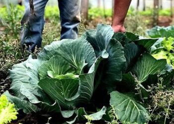 Agricultura familiar receberá R$ 60 milhões para produção de bioinsumo