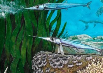 Cientistas brasileiros identificam nova espécie de peixe pré-histórico
