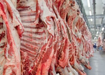 Exportação de carne bovina bate recorde em mês anterior ao tarifaço