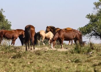 Três pessoas tiveram encefalite equina venezuelana no AM, dizFiocruz