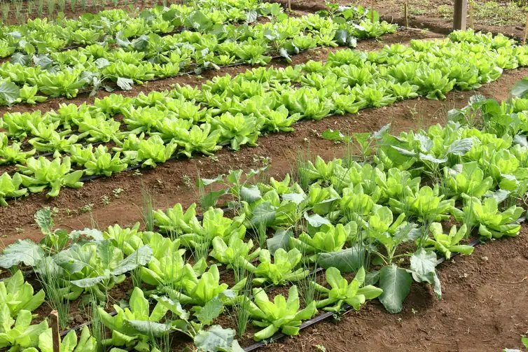 Embrapa, Hortaliças. Foto: Embrapa/Divulgação