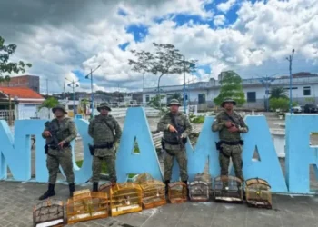 PM resgata dezenas de aves silvestres na Bahia