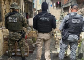 Preso um dos maiores traficantes de animais silvestres do país