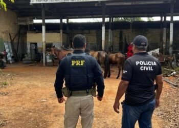 PRF e Polícias Civil e Militar retiram animais soltos das rodovias na Bahia