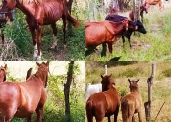 MP aciona Estado por omissão em recolher animais BA que liga 4 Municípios