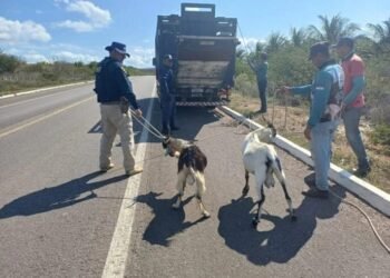 PRF recolhe 59 animais soltos nas rodovias federais na BA, AL e PE