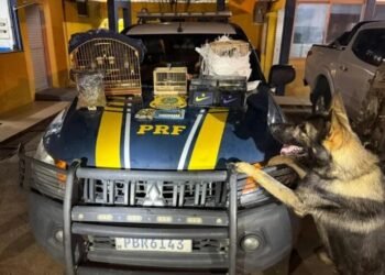 Cão da PRF descobre drogas, munições, eletrônicos e aves silvestres em ônibus