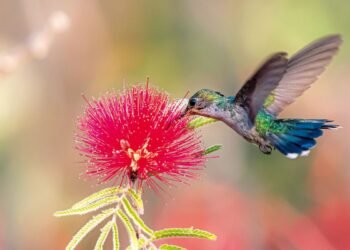 Primavera começa com ondas de calor e baixa umidade no país