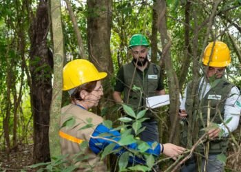 Itaipu triplica diversidade florestal nos arredores do reservatório