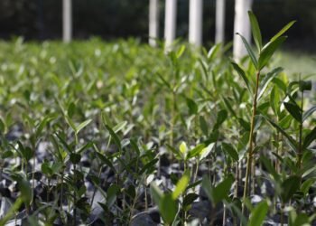 UFRJ propõe “Re-Amazonizar o Brasil” no Festival do Conhecimento 2025