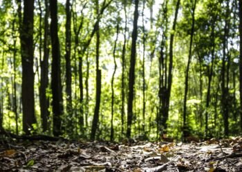 Produção florestal do país cresce 16,7% e chega a R$ 44,3 bi em 2024