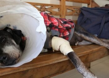 Câmara aprova projeto que tipifica exercício ilegal da veterinária