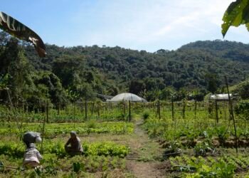 Lula autoriza uso de R$ 12 bilhões para renegociação de dívidas rurais