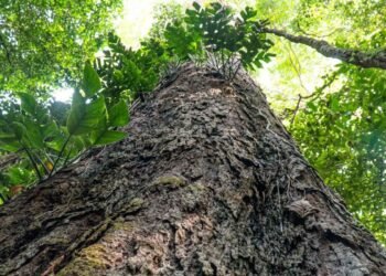 Mudança climática: gigantes da Amazônia podem ajudar cientistas
