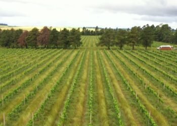 CMN restringe linha especial de R$ 12 bilhões a produtores do RS