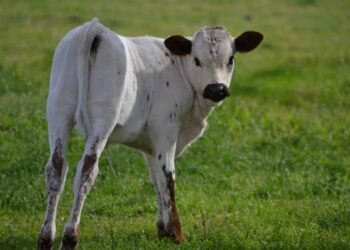 Ex-caseiro de fazenda é preso por desviar R$ 2 mi em gado na Bahia