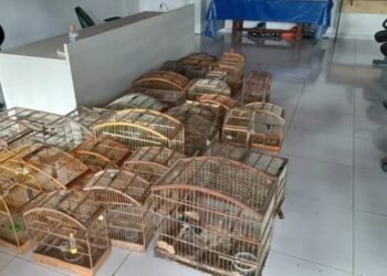 Operação resgata 67 aves silvestres e apreende produtos ilegais na Bahia