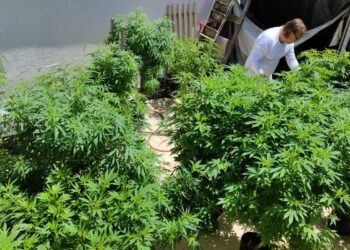 AGU pede mais tempo para regular uso da cannabis medicinal