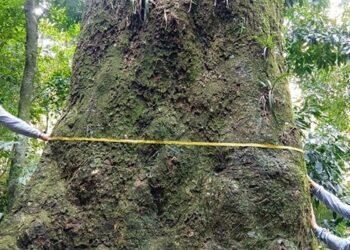 Jequitibá-rosa com cerca de 500 anos é localizado em parque no Rio