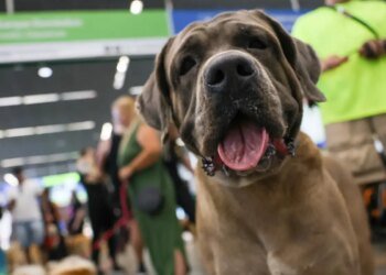 STF suspende lei sobre transporte aéreo de animais de apoio emocional