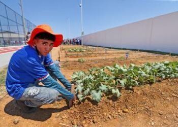 Governo da Bahia reabre seleção do projeto Viva Horta para ampliar cobertura em três territórios | SECOM