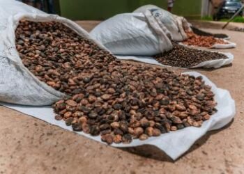 Investimentos estaduais elevam a renda e fortalecem a agricultura familiar no Baixo Sul | SECOM