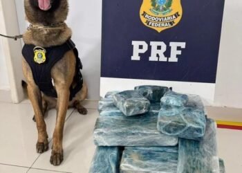 PRF apreende maconha com ajuda de cão na Bahia