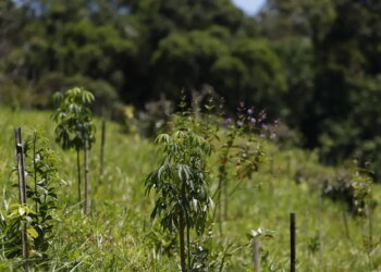 Revisão do IBGE: Mata Atlântica perde 1% de área e Cerrado ganha 1,8%