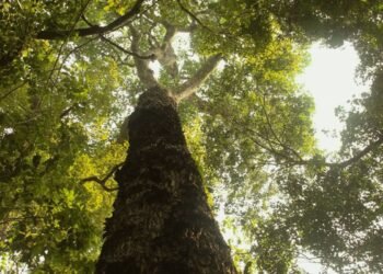 TV Brasil estreia nova temporada de “Parques do Brasil” neste domingo