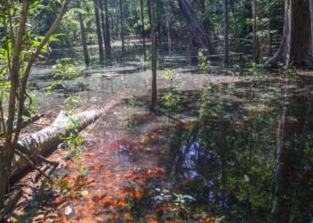 Dinossauros viveram na Amazônia, descobrem pesquisadores de Roraima
